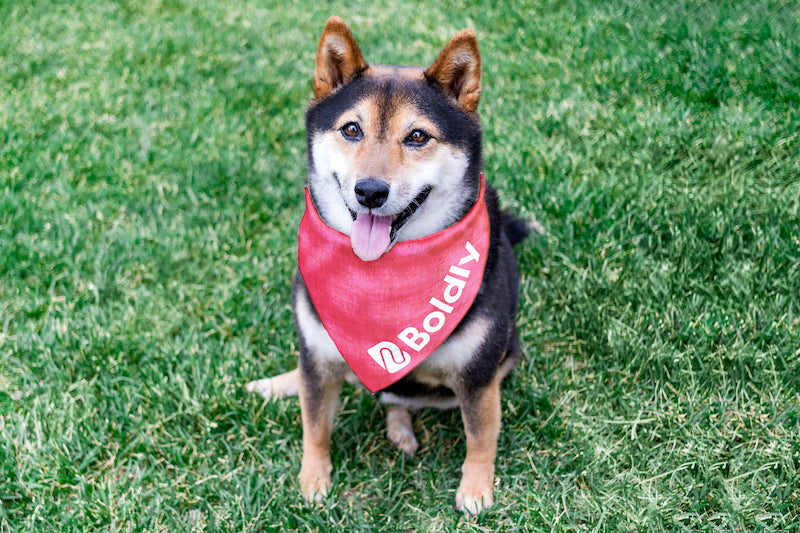 Boldly Pet Bandana - Pink