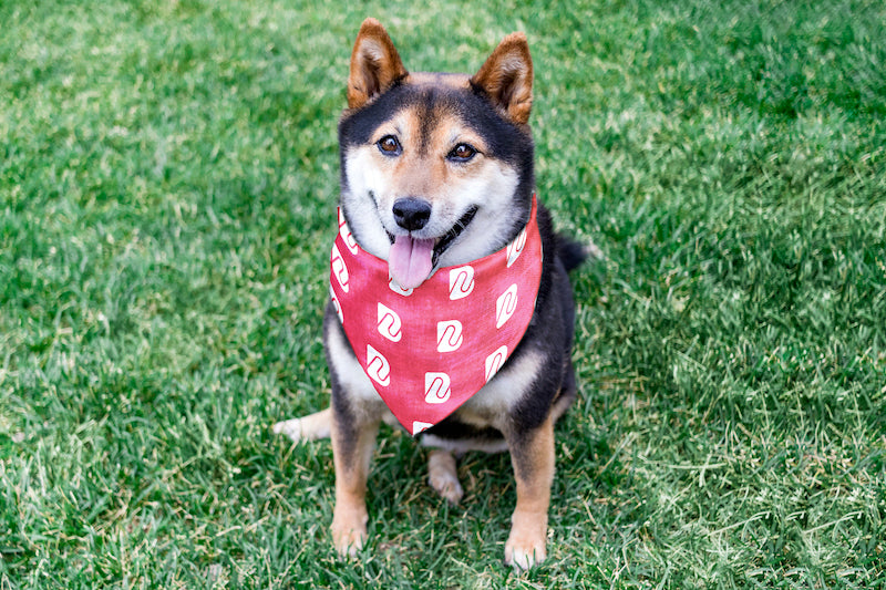 Boldly Pet Bandana - White Icon