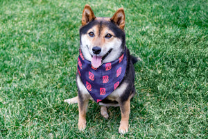 Boldly Pet Bandana - Pink Icon